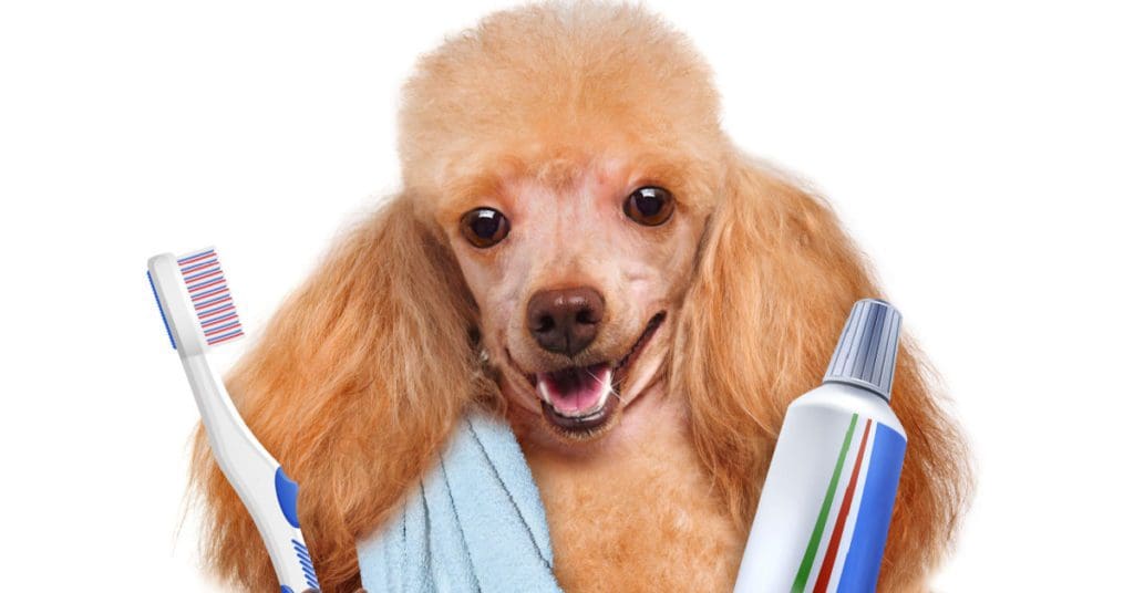How To Brush Your Dog's Teeth Correctly