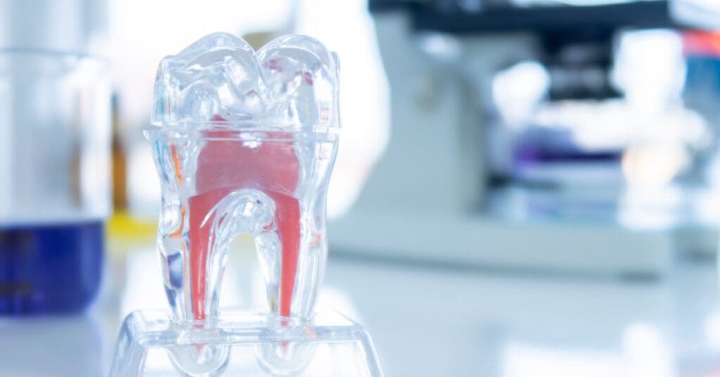 a clear model of a tooth showing roots